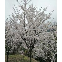 協(xié)燦苗木供羽毛楓櫻花紅梅紅楓雞爪槭櫸樹無患子叢生紫薇