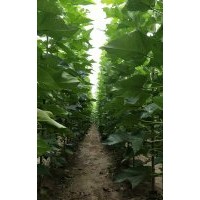 楸樹(shù)小苗海量供應(yīng)