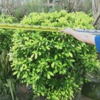 供應80-180冠黃金榕球袋苗假植苗