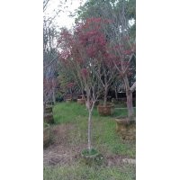 供應6-12公分紅楓袋苗假植苗