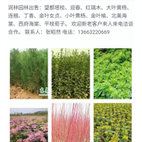 小葉黃楊，金葉榆，北美海棠，西府海棠，平枝栒子