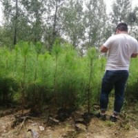 一米高濕地松價格，100公分濕地松杯苗-湖北華青農(nóng)業(yè)