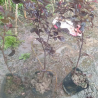 紅花檵木小苗 浙江紅花檵木小苗 杯苗種植基地