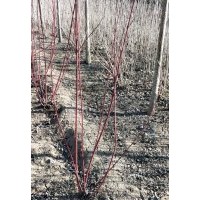 供應(yīng)紅瑞木