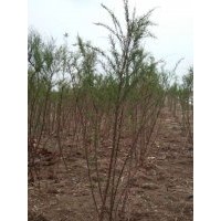 供應(yīng)1－2公分鹽松