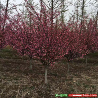 安徽哪里有賣(mài)西府海棠的？