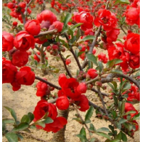 江蘇登錄貼梗海棠 低價(jià)供應(yīng) 2019貼梗海棠價(jià)格