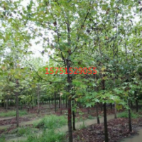 江大量供應(yīng)楓香 低價批發(fā) 2019價格