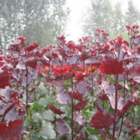 苗圃直供中華紅葉楊