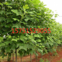 鵝掌楸哪里有貨源