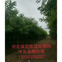 河北保定博野金絲柳價格，旱柳圖片，刺槐什么價格