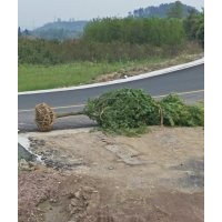 供應(yīng)精品紅楓海棠桂花紅梅櫻花羽毛楓青楓無(wú)患子