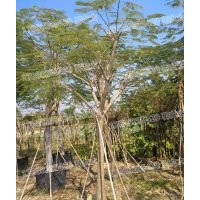 鳳凰木 現(xiàn)貨直供 自產(chǎn)自銷 精品推薦