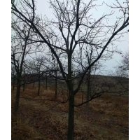 長(zhǎng)期供應(yīng)柿子樹 紅葉李