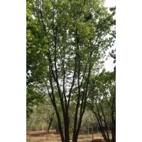 專(zhuān)業(yè)誠(chéng)信銷(xiāo)售：元寶楓/蒙古櫟/五角楓