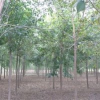 嫁接白蠟樹 金葉白蠟樹 黃金白蠟樹