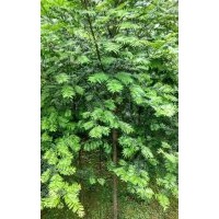 地徑3公分紅豆杉（田苗、袋苗、移栽苗）50萬(wàn)株