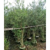 供應(yīng)100-200高花石榴袋苗假植苗