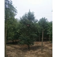 大葉女貞 紅玉蘭 白玉蘭專供