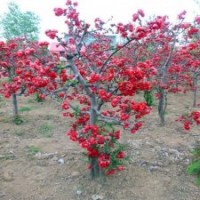 日本海棠品種齊全