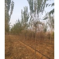 暴馬丁香，文冠果，榆葉梅，黃櫨，北美海棠，木槿，石榴，