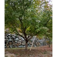 供應(yīng)精品羽毛楓雞爪槭紅楓垂絲海棠染井吉野櫻丹桂金桂無患子紅梅