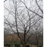 供應叢生紫薇紅梅紅楓櫻花雞爪槭日本紅楓八月桂丹桂金桂無患子