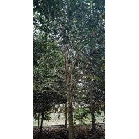 供應叢生紫薇紅梅紅楓雞爪槭日本紅楓染井吉野櫻丹桂金桂八月桂羽