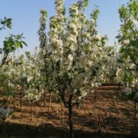 八棱海棠花 五一賞花到懷來縣小南辛堡鎮(zhèn)