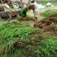 紫穗槐大量供應(yīng)