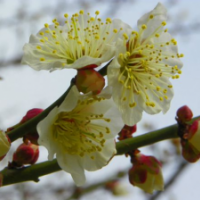 江蘇江梅低價(jià)供應(yīng) 江梅苗圃直銷