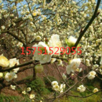 江蘇綠梅花低價(jià)供應(yīng) 苗圃直銷綠梅花