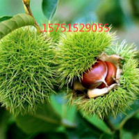 栗子樹(shù)哪里有貨源？ 2019栗子樹(shù)批發(fā)