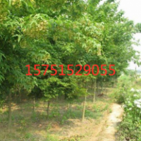 青楓哪里有貨源？ 江蘇榮慶園林低價(jià)供應(yīng)青楓