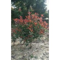 紅葉石楠球，紅花繼木球，金森女貞球