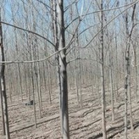 山東白蠟價格白蠟成品樹 山東茂達苗木有限公司