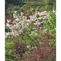 供應(yīng)精品雞爪槭紅楓海棠桂花紅梅櫻花紅葉石楠