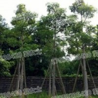 木棉 基地直銷 精品現(xiàn)貨批發(fā) 自產(chǎn)自銷