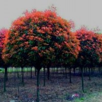 湖南紅葉石楠、紅葉石楠樹(shù)、紅葉石楠球