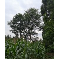 長(zhǎng)期出售樸樹黃連木無(wú)患子白櫸樹