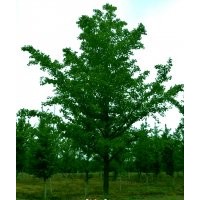 銀杏15公分、18-20公分