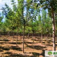 復(fù)葉槭批發(fā)