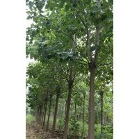 基地直銷楸樹(shù)梓樹(shù)各種規(guī)格