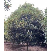 協(xié)燦苗木供應(yīng)紅梅紅楓雞爪槭羽毛楓櫻花桂花櫸樹無患子