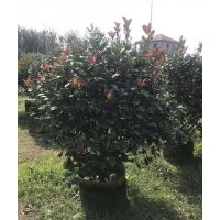 供應80-150冠紅葉石楠球袋苗假植苗