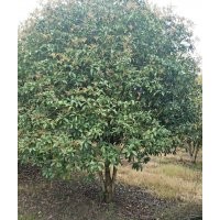 供應(yīng)精品染井吉野櫻丹桂金桂八月桂羽毛楓紅梅紅楓雞爪槭櫸樹