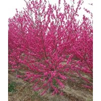 泰安滿天紅，滿天紅碧桃，滿天紅桃花