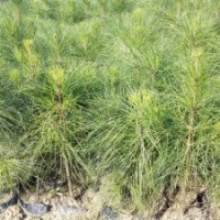 二年濕地松杯苗價格實(shí)惠，高度50-70公分-湖北華青農(nóng)業(yè)