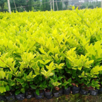 金森女貞小苗 金森女貞球 大小杯苗供應商