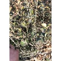 衛(wèi)矛供應(yīng)